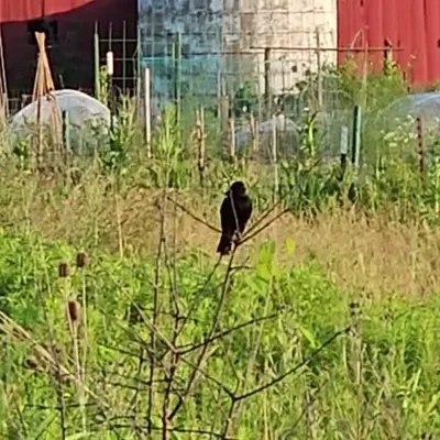 Bobolink song (taken last year)