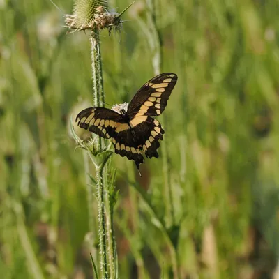 Giant swallowtail