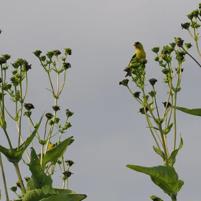 Goldfinch perched on cup plant
