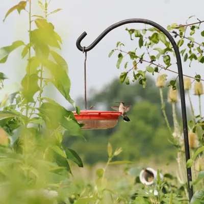Ruby-throated hummingbird negotiating with a honeybee
