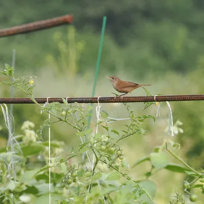 Northern house wren in community garden