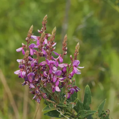 Showy tick trefoil