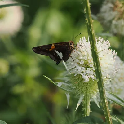 Silver-spotted skipper