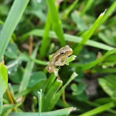 Spring peeper (taken last year)