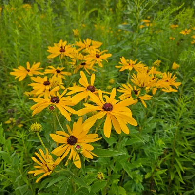Black-eyed Susans