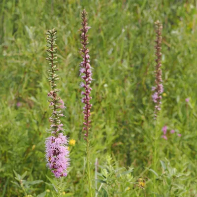 Blazing star (do you see the goldenrod soldier beetle?)