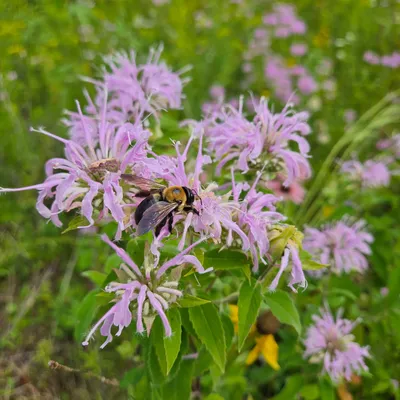 Carpenter bee loving some bee balm