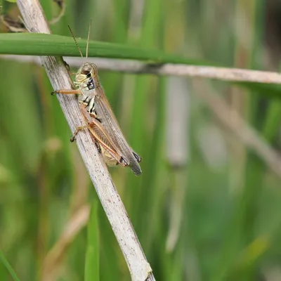 Grasshopper considering his next move