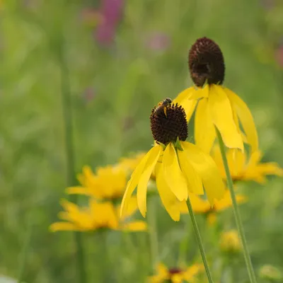 Pinnate prairie coneflower