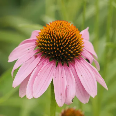 Purple coneflower