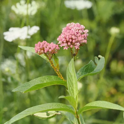 Swamp milkweed