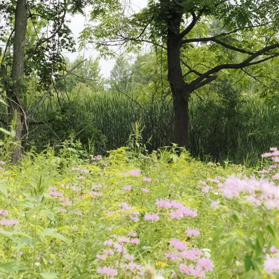 Peeking over the bee balm, pinnate prairie coneflower, and goldenrod into the hidden wetland