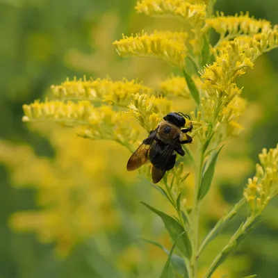 Bumble bee enjoying the goldenrod