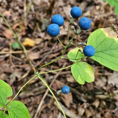 Blue cohosh berries