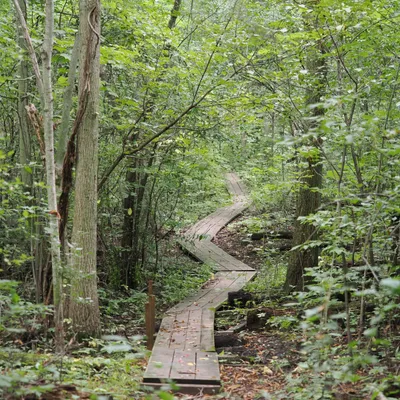 Does this boardwalk wend or does it wind?