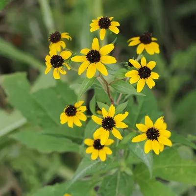 Brown-eyed Susans (Rudbeckia triloba)