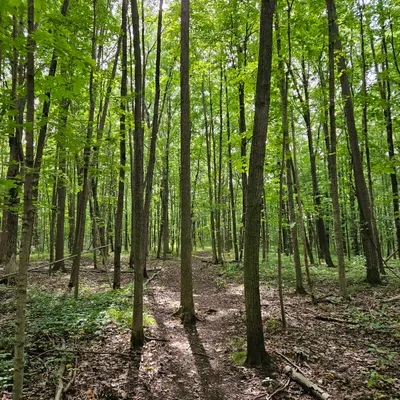 Dappled sunlight on the forest path