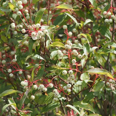 Gray dogwood berries - a feast for migrating birds