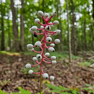 Doll's Eyes berries