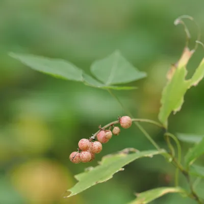 False Solomon's Seal berries