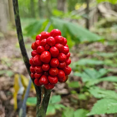 Jack-in-the-pulpit berries