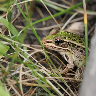 A leopard frog peeks out at us from under the footbridge