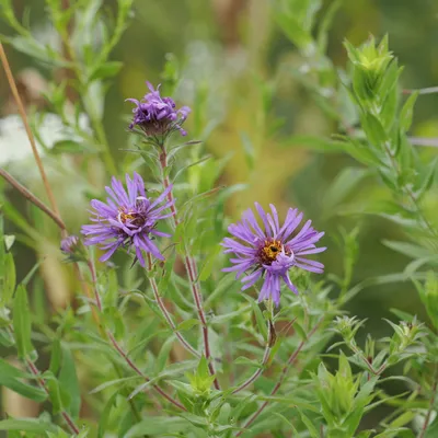First New England asters spotted this year