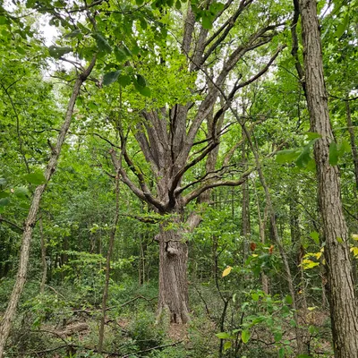 Old Oak (white oak family)