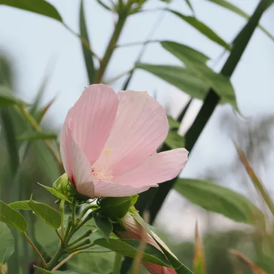 Swamp rose mallow (Hibiscus moscheutos)