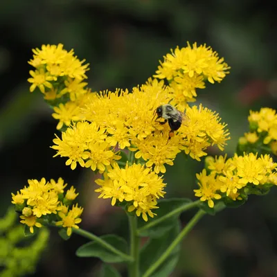 Stiff goldenrod (Solidago rigida)