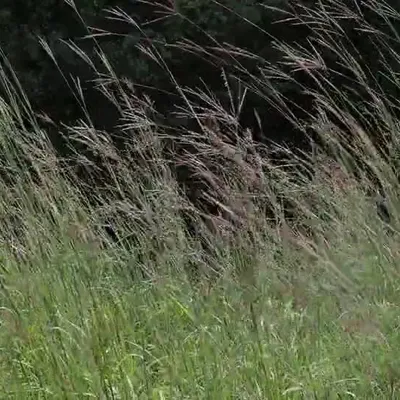 Big bluestem enjoying the breeze