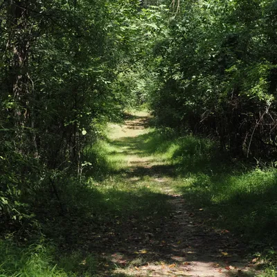 Access path through the woods