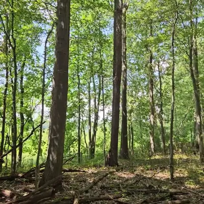 Lakeside path through mature woods