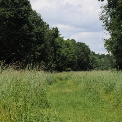 Emerging into the meadow