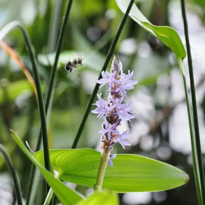 Pickerelweed, a native emergent aquatic plant