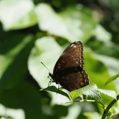 Red-spotted purple butterfly
