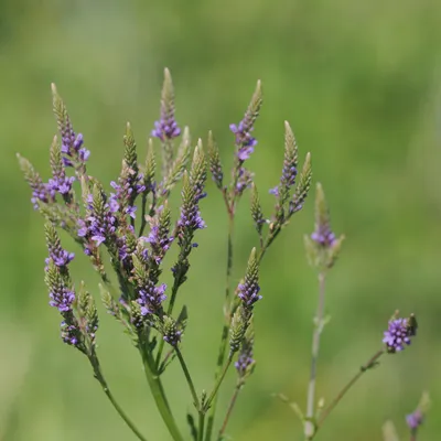 Blue vervain
