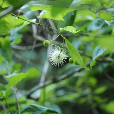 Buttonbush