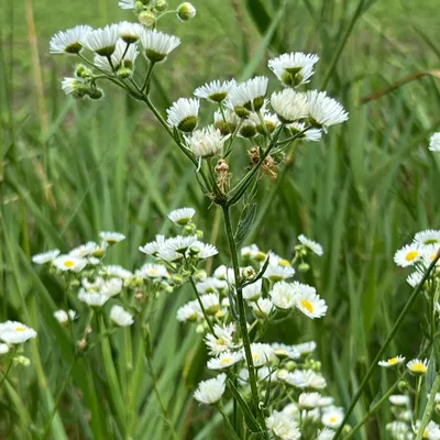 Daisy fleabane