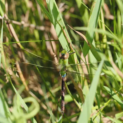 Green darner