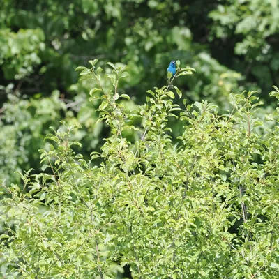 Indigo bunting