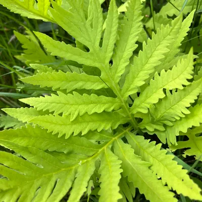Sensitive fern