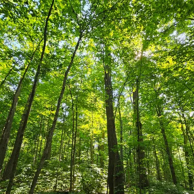 Sunlight in the trees