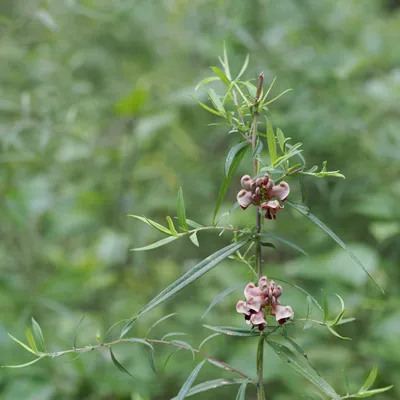 American groundnut, <em>Apios americana</em> - we don't see this plant very often either
