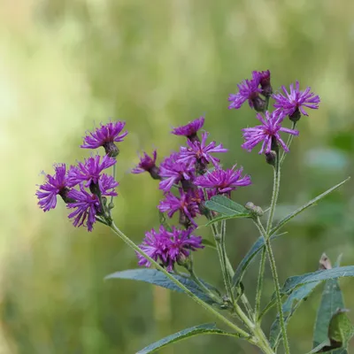 Ironweed, <em>Vernonia sp.</em>