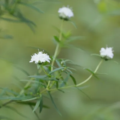 Common mountain mint, <em>Pycnanthemum virginianum</em>