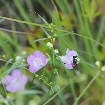 Purple gerardia, or purple false foxglove, <em>Agalinis purpurea</em> - we've never seen this plant elsewhere