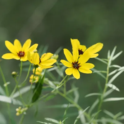 Tall tickseed, <em>Coreopsis tripteris</em>