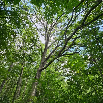 Bur oak (wide angle lens)