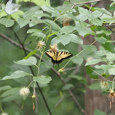 Eastern tiger swallowtail